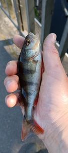 European Perch