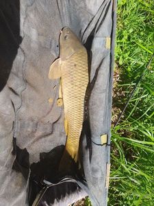 Common Carp