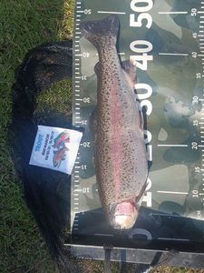Rainbow Trout