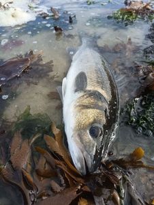 European Bass (Seabass)