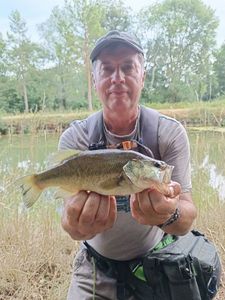 Largemouth Bass