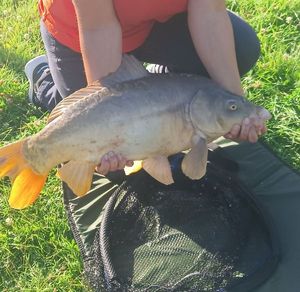 Mirror Carp