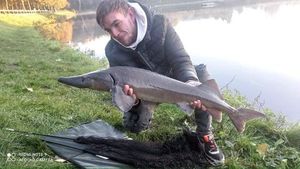 Sturgeon