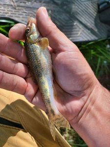Gudgeon