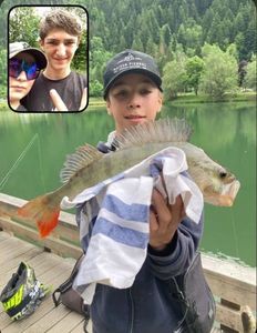 European Perch