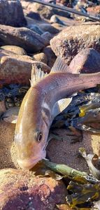 European Bass (Seabass)
