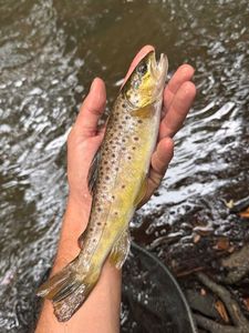 Brown Trout