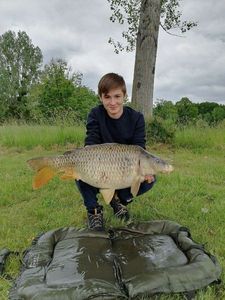 Common Carp