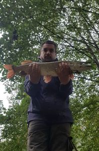Northern Pike