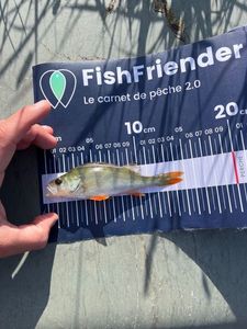 European Perch