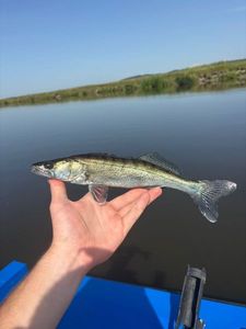 Zander