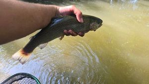 Rainbow Trout