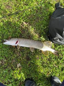 Northern Pike