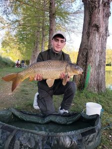 Common Carp