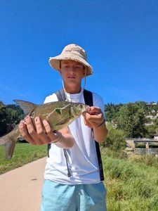 Common Bream
