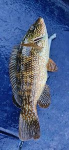 Ballan Wrasse