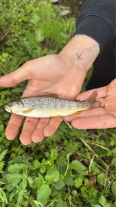 Brown Trout