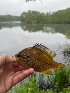 Green Sunfish