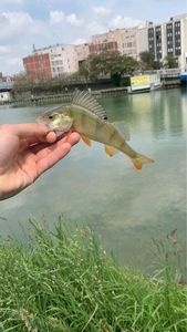 European Perch