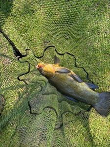 Tench