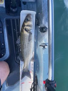 European Bass (Seabass)