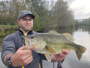 Largemouth Bass
