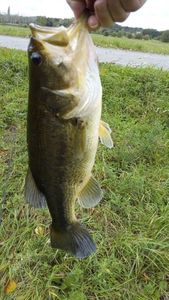 Largemouth Bass