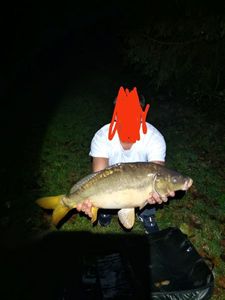 Mirror Carp