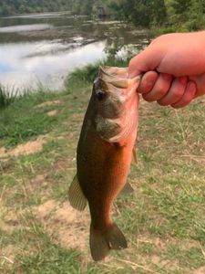 Largemouth Bass