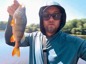 European Perch