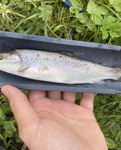 Brown Trout