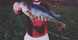 European Perch