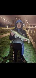 Zander