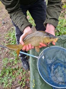 Common Carp