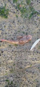 Grey Gurnard