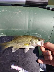 Largemouth Bass