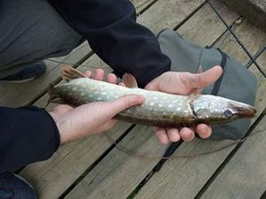 Northern Pike