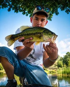 Largemouth Bass