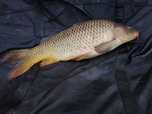 Common Carp