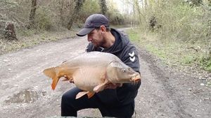 Mirror Carp