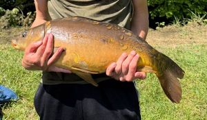 Mirror Carp