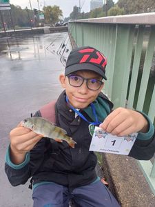 European Perch