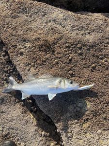 European Bass (Seabass)