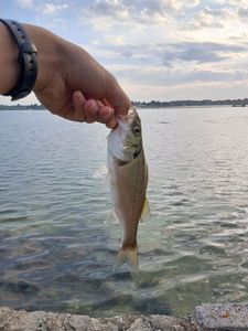 European Bass (Seabass)