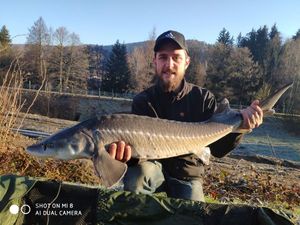 Sturgeon