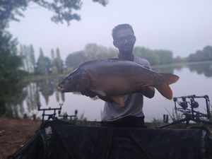Mirror Carp