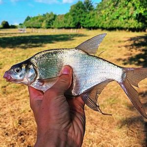 Common Bream