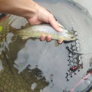 Brown Trout