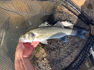 European Bass (Seabass)