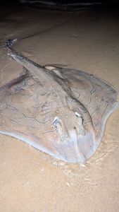 Small-eyed Ray